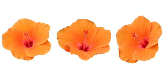 Three beautiful fresh orange hibiscus flowers isolated on  transparent. © siriratsavett88