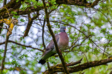 Wood pigeon perched calmly on mossy branch inside tangled forest canopy maze. Still moment, close-up view, centered angle, deep woodland, focused subject, hidden wildlife, camouflage and tranquility.