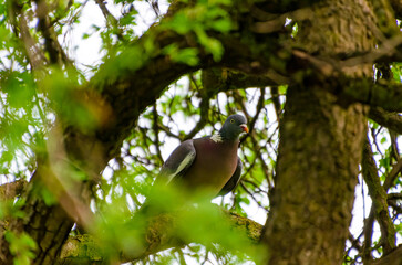 Wood pigeon perched calmly on mossy branch inside tangled forest canopy maze. Still moment, close-up view, centered angle, deep woodland, focused subject, hidden wildlife, camouflage and tranquility.