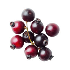 Fototapeta premium Fresh Bengal currants shown on a white background with natural lighting highlighting their dark red color, Carissa carandas Linn or Bengal currants, Karanda Carunda fruits on white background
