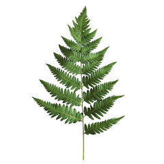 Detailed green fern leaf isolated on a white background showcasing its unique texture and intricate patterns, fern leaf on white background