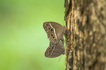 The butterfly is mating and resting on the tree.