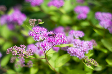 Obraz premium Pink spirea flowers in full bloom, visited by a bee, framed by bright summer foliage and sunlight.