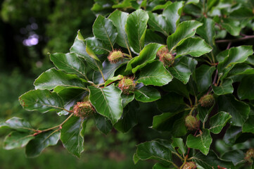 Fagus sylvatica, European beech, common beech, blossom of tree, close-up