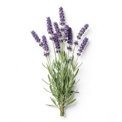 Fototapeta premium English Lavender (Lavandula angustifolia “Vera”)