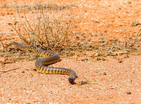 Black headed python on desert sand