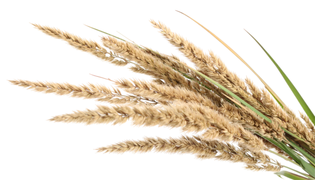 Golden wheat ear close up isolated on transparent backdrop detail of grain plant for agriculture harvest cereal and food themes stock photo for commercial use