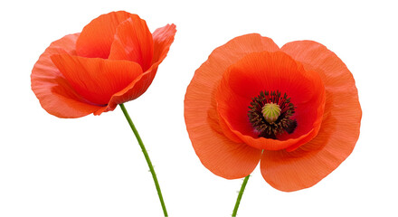 Isolated Photo of Two Vibrant Red Poppies with Transparent Background
