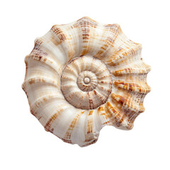 Unique spiral seashell against a plain Transparent background showcasing natural patterns and textures, Seashell Spiral Shell, PNG background