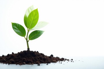 Small tree sapling against bright white background , small, background, botany