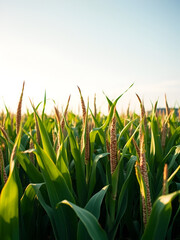 Obraz premium Closeup of a green cornfield with maize in Germany in July