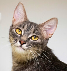 Gray Tabby Kitten with Amber Eyes