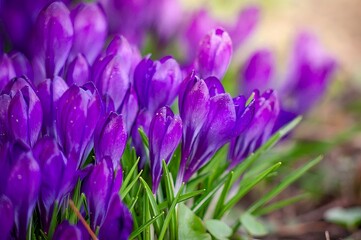 A close-up captures the beauty of vibrant purple crocus flowers blooming in early spring.