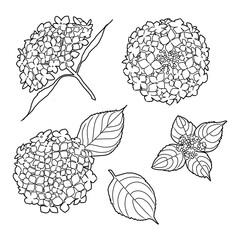 アジサイの線画イラスト素材	