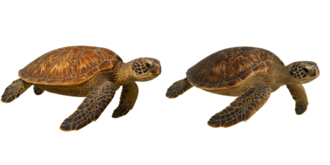 Two sea turtles are positioned side by side against a black backdrop on transparent background