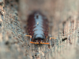 Woodlouse on the rotten wood