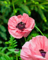 A bee gathering nectar on a lovely pink poppy flower, a perfect example of nature's beauty.