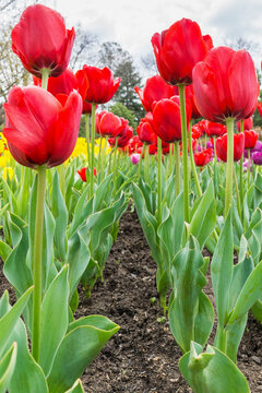 Rows of colourful tulips growing in garden