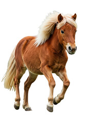 Obraz premium Isolated Pony a Brown Mane Equine Animal on Transparent Background