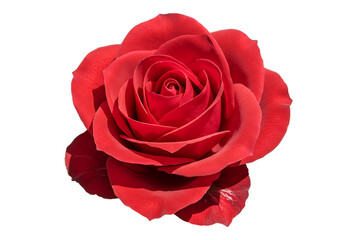 Fototapeta premium Beautiful Red Rose Blossom with Petals Open on Transparent Background