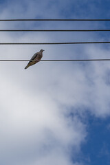 bird on a wire