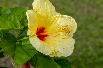 yellow flower on green background