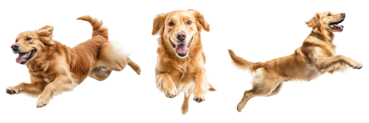 energetic dogs pose in mid-air motion on transparent background