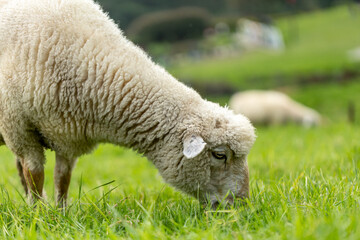 sheep on grass