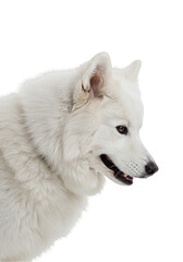 Obraz premium Isolated Portrait of a White Dog with Snow on Transparent Background