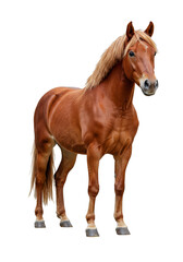 Obraz premium Isolated Portrait of Brown Horse Animal Equine with Transparency