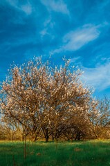 Obraz premium Sunlit Orchard in Full Bloom Under a Clear Blue Spring Sky