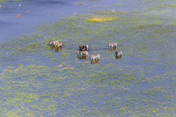 Aerial shot of a herd of Zebras grazing in the Okavango delta wetlands in Botswana.