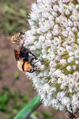A fuzzy wasp covered in pollen clings to a white allium flower while a honeybee gathers nearby.