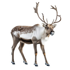 Deer Isolated on Transparent Background. PNG. Generated AI.