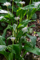 Wild Garlic Flowers Woodland Springtime - Blooming wild garlic plants in a woodland setting during springtime.