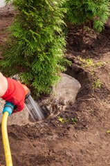 Person waters a newly planted emerald green arborvitae shrub to ensure its successful establishment