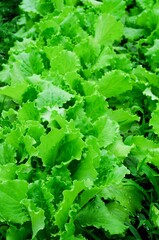 Fototapeta premium Lush green lettuce growing in a farm field, a vibrant and healthy crop ready to be harvested.