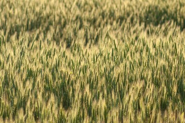 A vibrant green field of young wheat sways gently in the sunlight, promising a bountiful harvest.