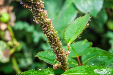 Fototapeta premium A plant stem is densely populated by green aphids, with a ladybug larva shown on a leaf.