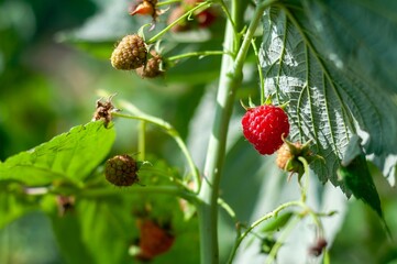Obraz premium A single red raspberry ripens on the branch among green leaves and unripe berries in the garden.