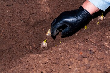 Hand in black glove carefully planting flower bulbs into rich soil for spring flowers.
