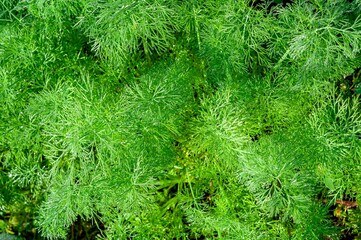 Lush green dill plant thrives, offering a vibrant textured pattern and aromatic freshness.