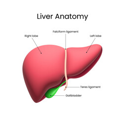 Human Liver Anatomy in 3d style