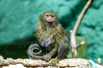 The Pygmy Igrunka monkey (Latin Cebuella)   sitting on a tree against the background of rocks.  Animals, mammals, predators, primates.
