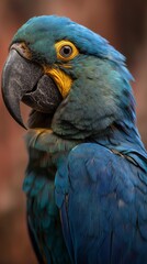 Fototapeta premium blue and yellow macaw