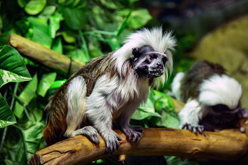 Oedipus tamarin monkey (Latin Saguinus oedipus) sitting on a tree against a background of rocks.  Animals, mammals, predators, primates.