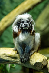 Oedipus tamarin monkey (Latin Saguinus oedipus) sitting on a tree against a background of rocks.  Animals, mammals, predators, primates.