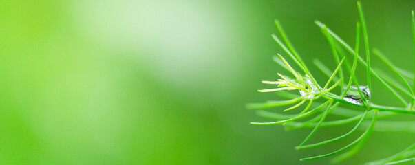 Beautiful details of nature,water drop. Natural green leaves,cover page ,copy space,green leaf in garden,environment ecology