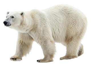 Polar Bear Walking Gracefully in Arctic Wilderness with Emphasis on Its Stunning White Fur
