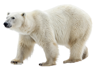 Polar Bear Walking Gracefully in Arctic Wilderness with Emphasis on Its Stunning White Fur